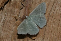 Phaiogramma etruscaria