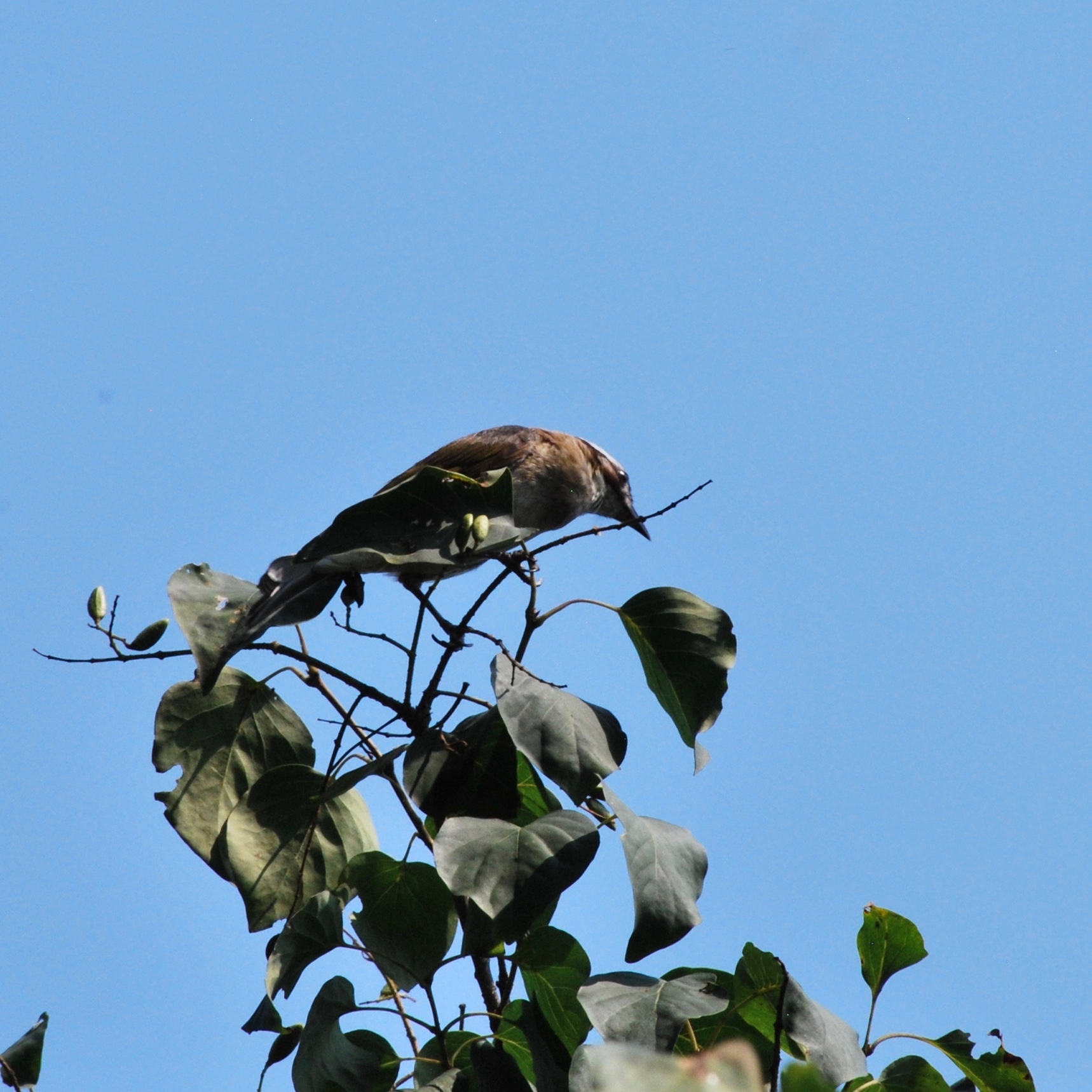 Light-vented Bulbul