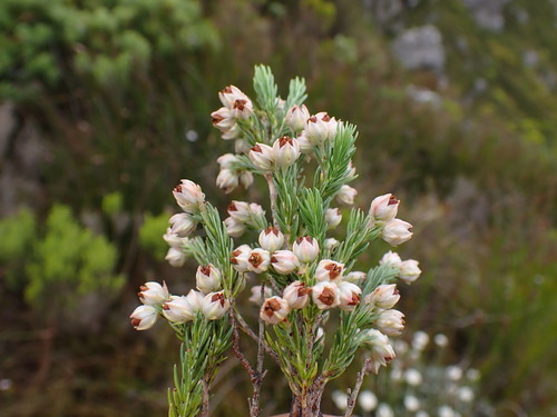 Image of Erica triflora by (c) Ren Hoekstra, some rights reserved (CC BY)