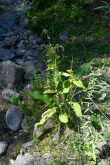 Inula helenium