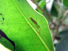 Tetragnatha squamata