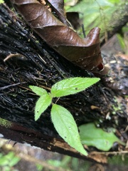 Columnea