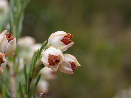 Image of Erica triflora by (c) Ren Hoekstra, some rights reserved (CC BY)