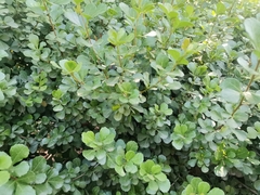 Searsia