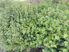 Searsia