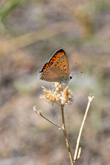 Lycaena asabinus