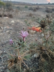 Carthamus glaucus