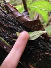 Columnea
