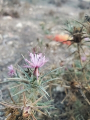 Carthamus glaucus