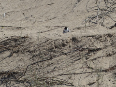 Thinornis cucullatus