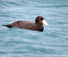 Macronectes giganteus