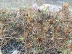 Carthamus glaucus