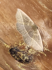 Psilocerea monochroma