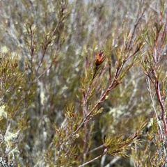 Dracophyllum subulatum