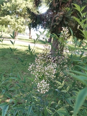 Nandina