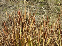 Typha angustifolia