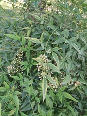 Nandina