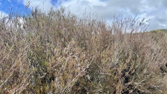 Dracophyllum subulatum