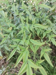 Nandina