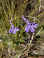 Lobelia