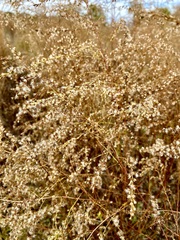 Eupatorium compositifolium