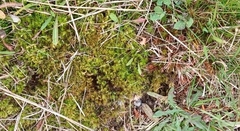 Sphagnum squarrosum