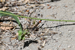 Ammophila sabulosa