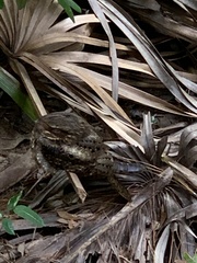 Antrostomus carolinensis