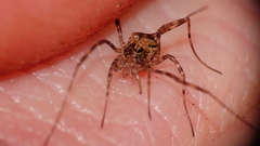 Dasylobus graniferus
