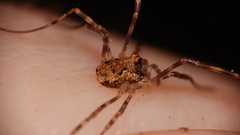 Dasylobus graniferus