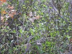 Chrysojasminum fruticans