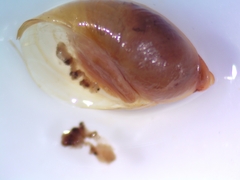 Oxyloma elegans