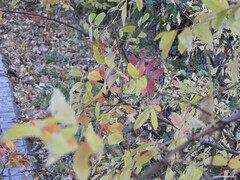 Pistacia terebinthus