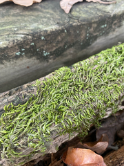 Entodon seductrix