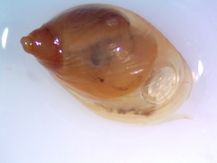 Oxyloma elegans