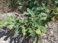 Quercus macranthera