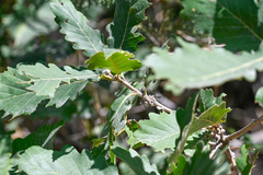 Quercus macranthera