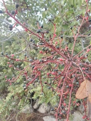 Pistacia terebinthus