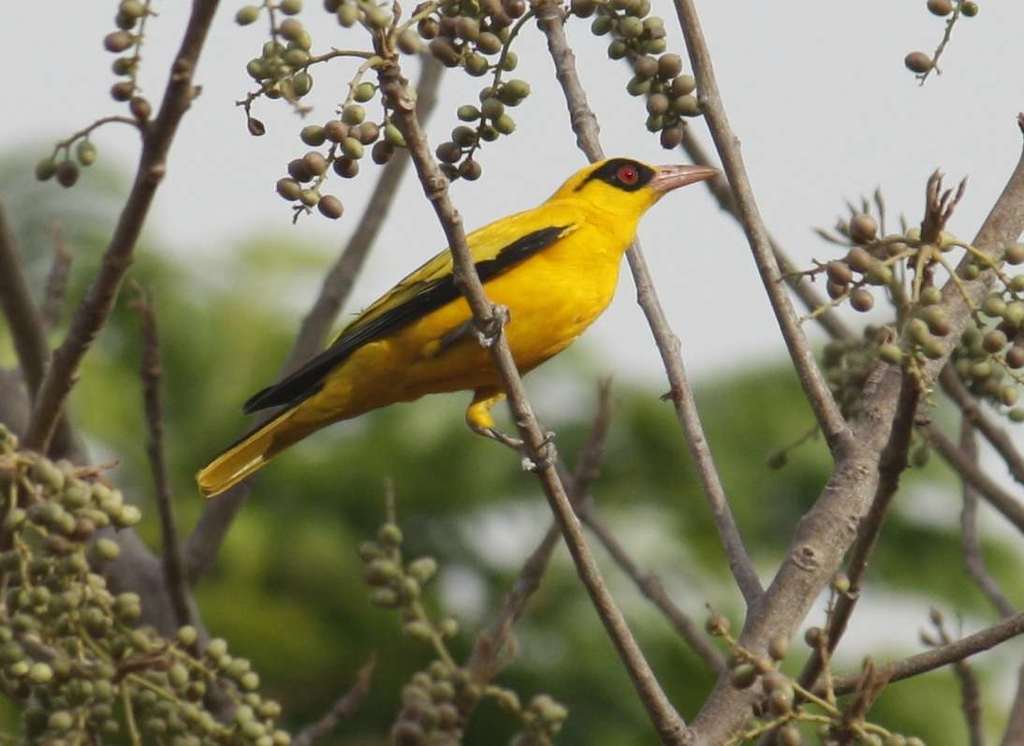 African Golden Oriole photo