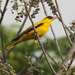 African Golden Oriole - Photo (c) ONG OeBenin, some rights reserved (CC BY-NC), uploaded by ONG OeBenin