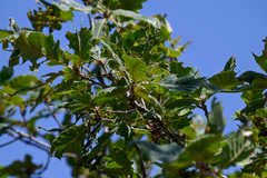 Quercus macranthera
