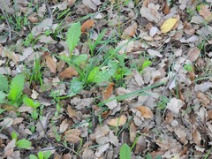 Carduus pycnocephalus