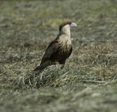 Caracara plancus cheriway