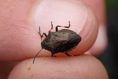 Rhacognathus punctatus