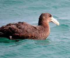 Macronectes giganteus