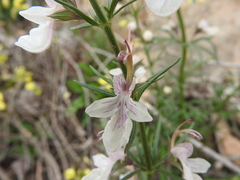 Teucrium pseudochamaepitys image