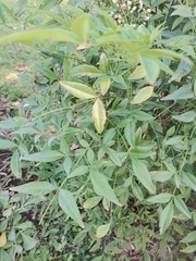 Nandina