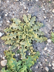 Verbascum sinuatum