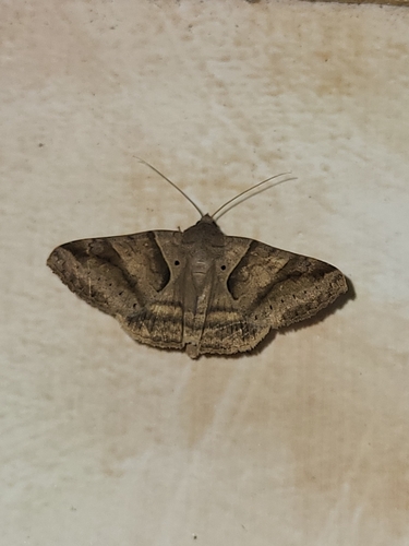 Photo of Banded Falsethorn (Mocis mayeri)