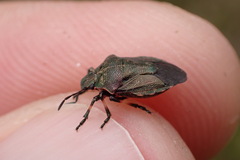 Rhacognathus punctatus